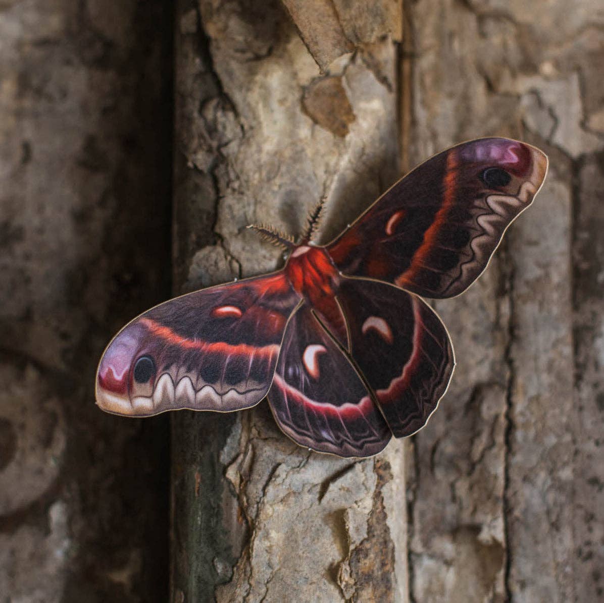 'Autumn' Cecropia Moth Set