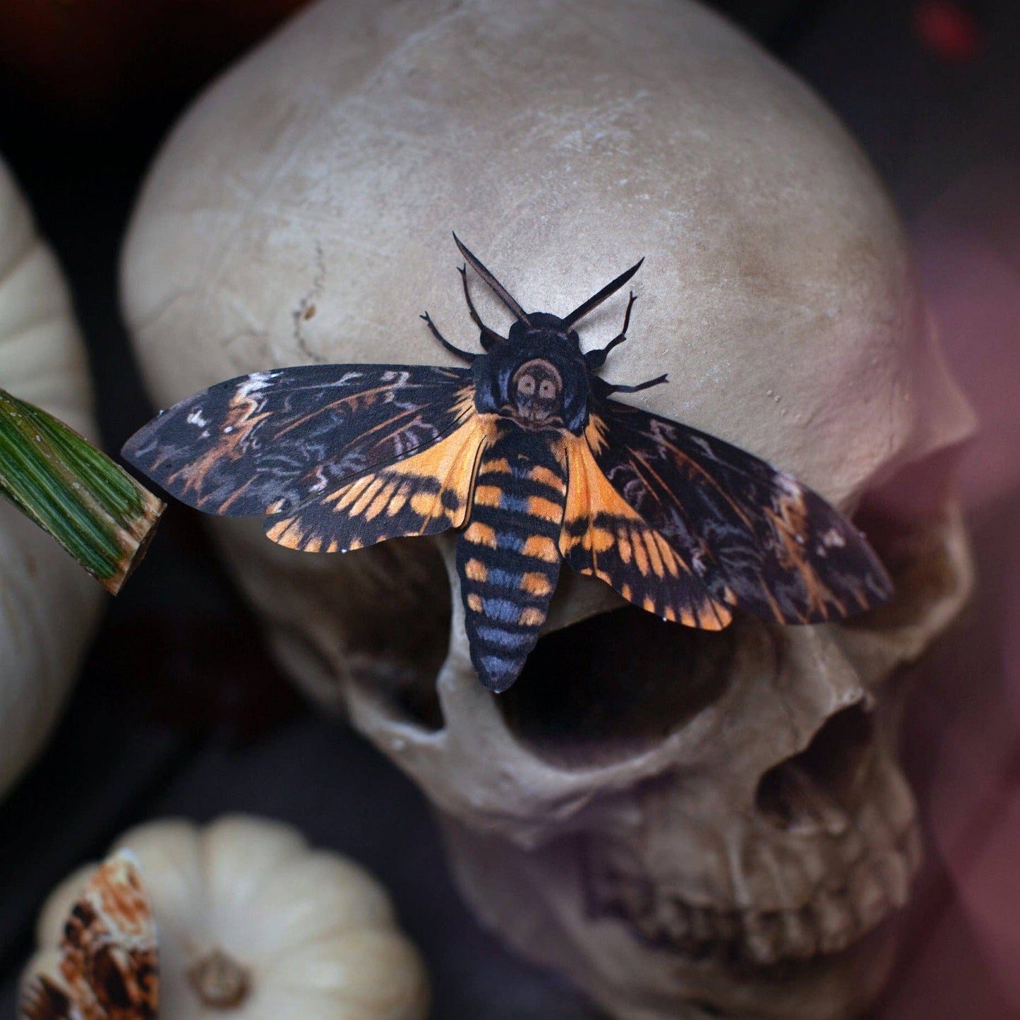 'Memento Mori' Death's-Head Hawkmoth Moth Set