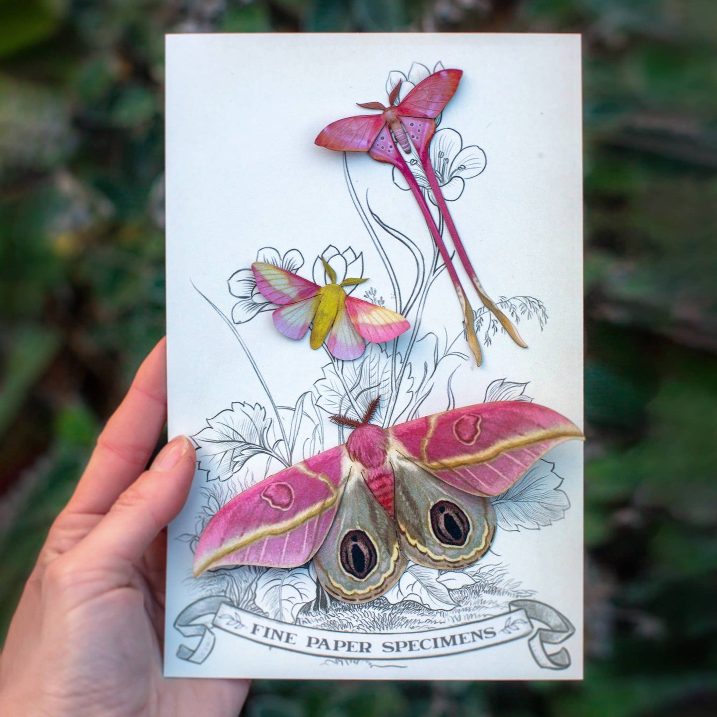 'Blush' Pink Moth Set