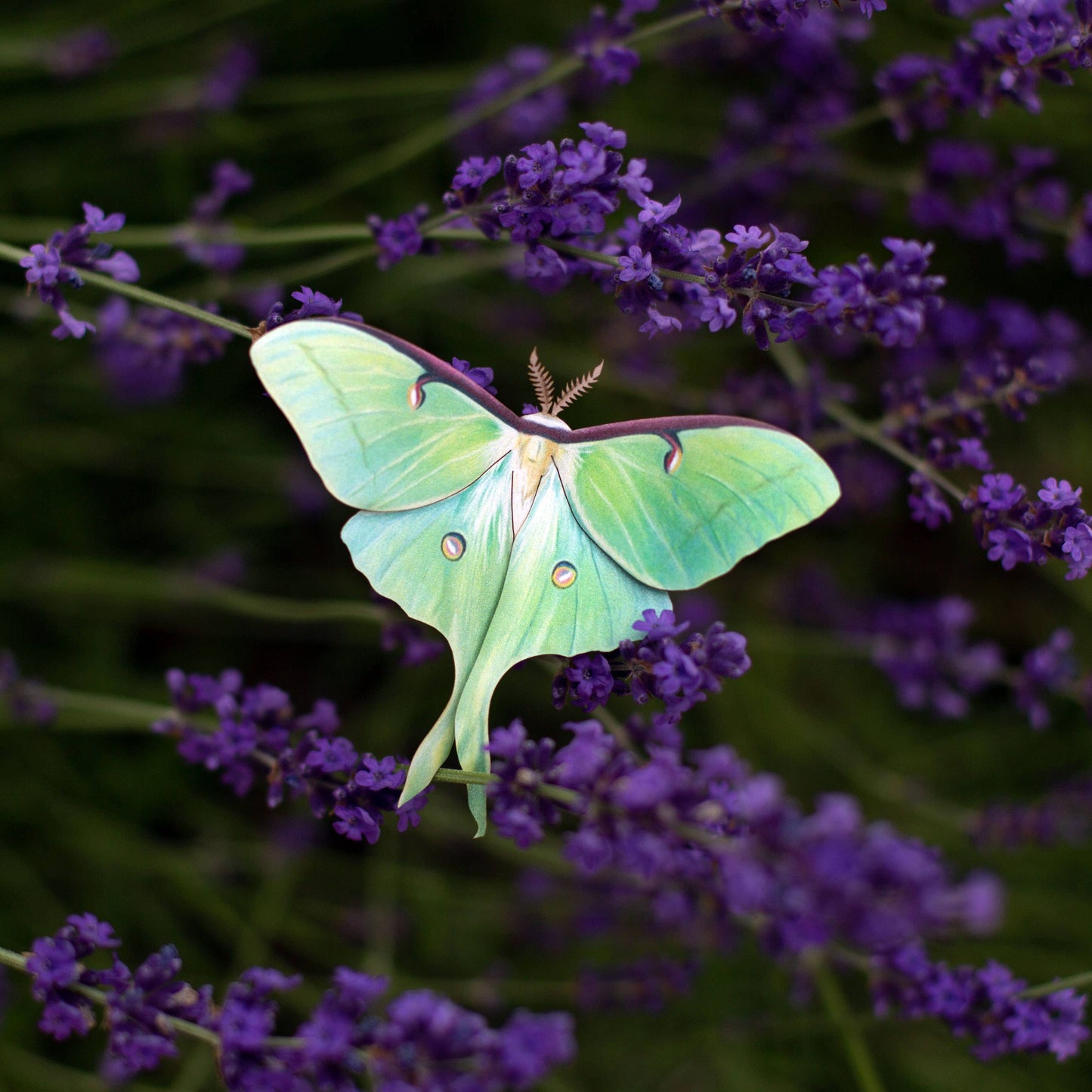 'Moonwake' Luna Moth Set