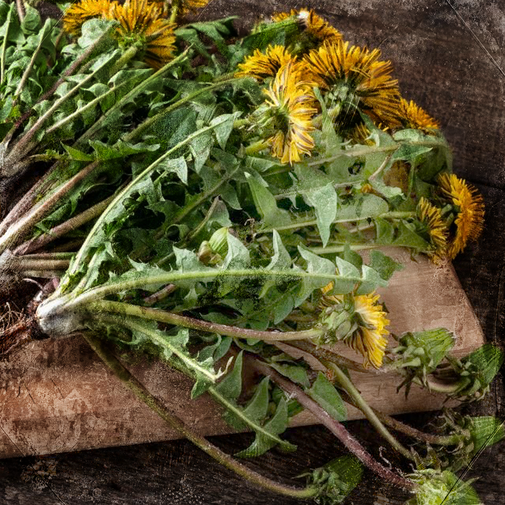 Fostered and Foraged Apothecary Class (May 31)