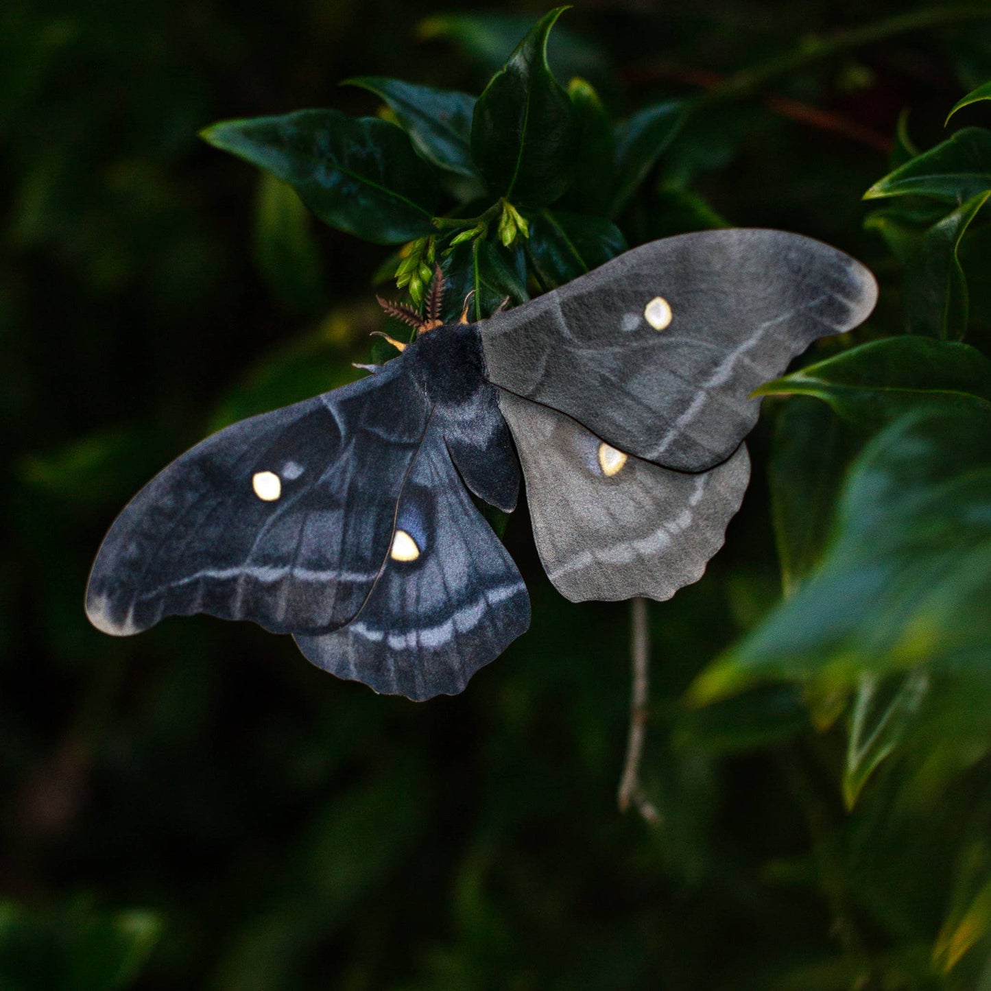 'Midnight Ghost' Moth Set