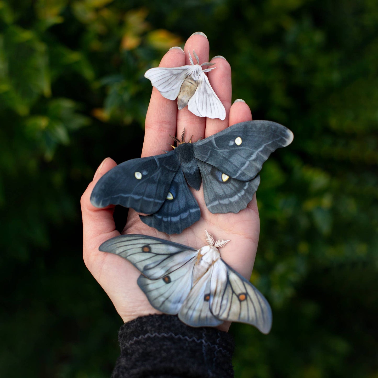 'Midnight Ghost' Moth Set