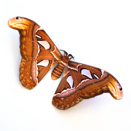 'Atlas' Moth Paper Replica