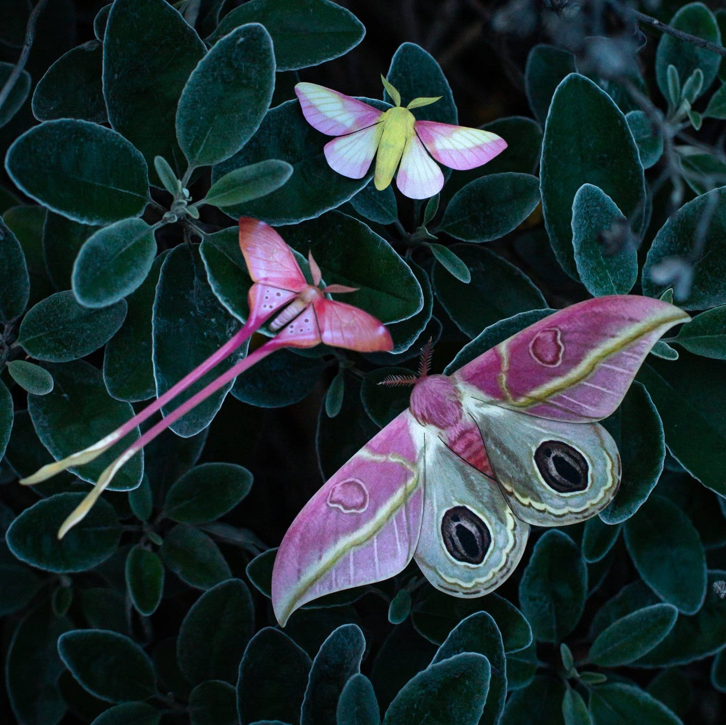 'Blush' Pink Moth Set