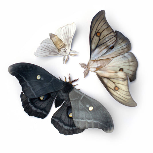 'Midnight Ghost' Moth Set