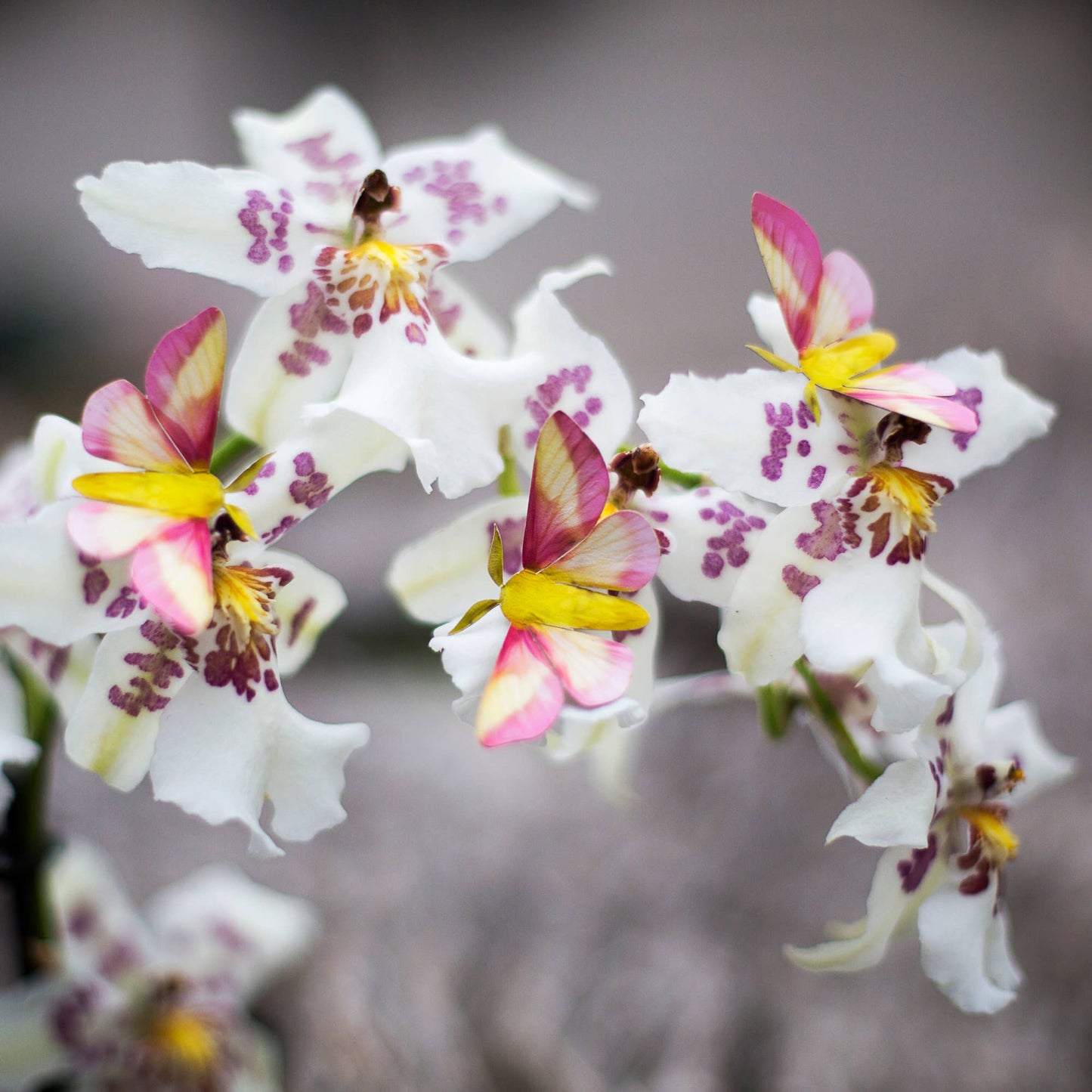 'Blush' Pink Moth Set