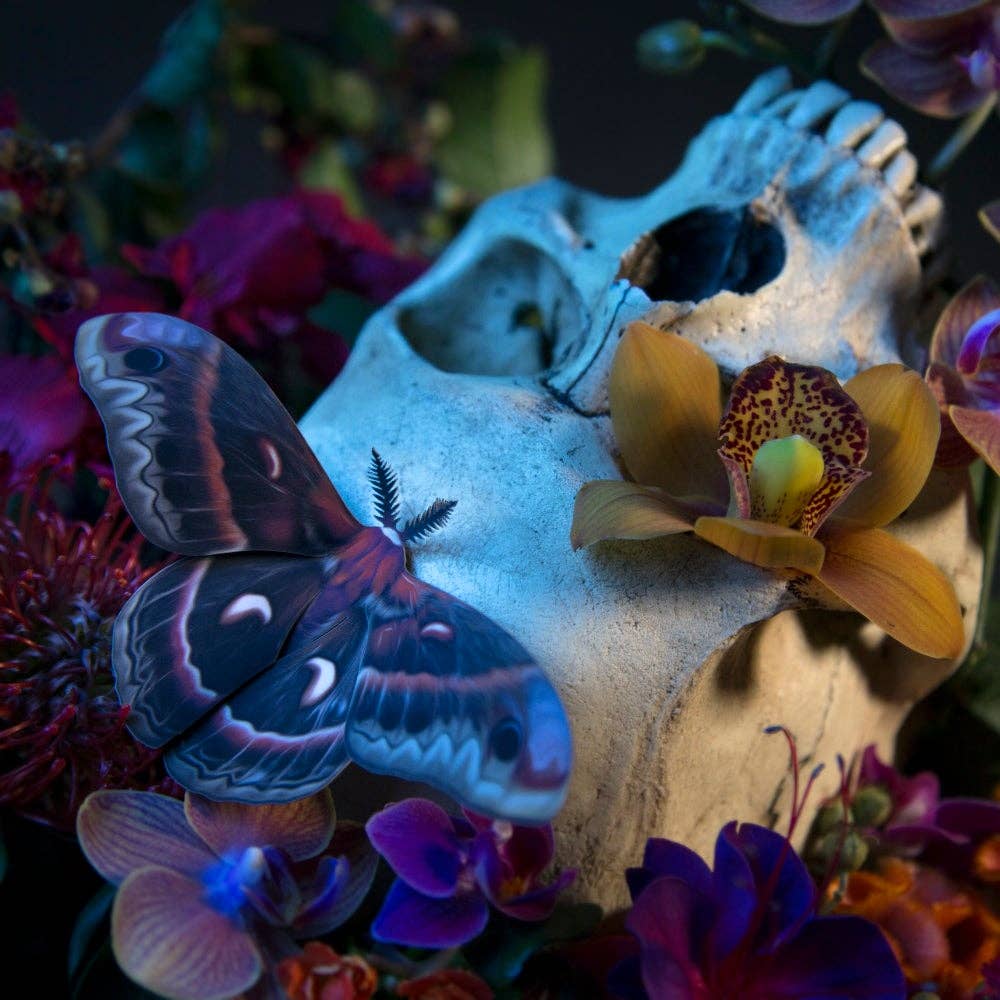 'Autumn' Cecropia Moth Set