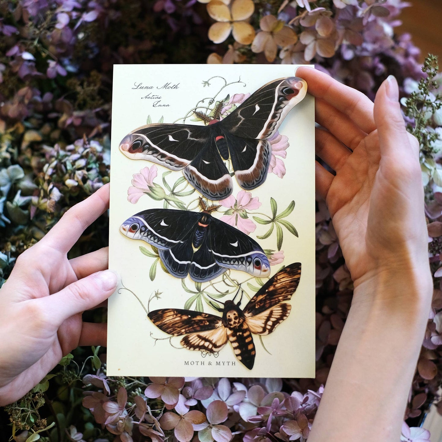 'Winter' Caletta Moth Set