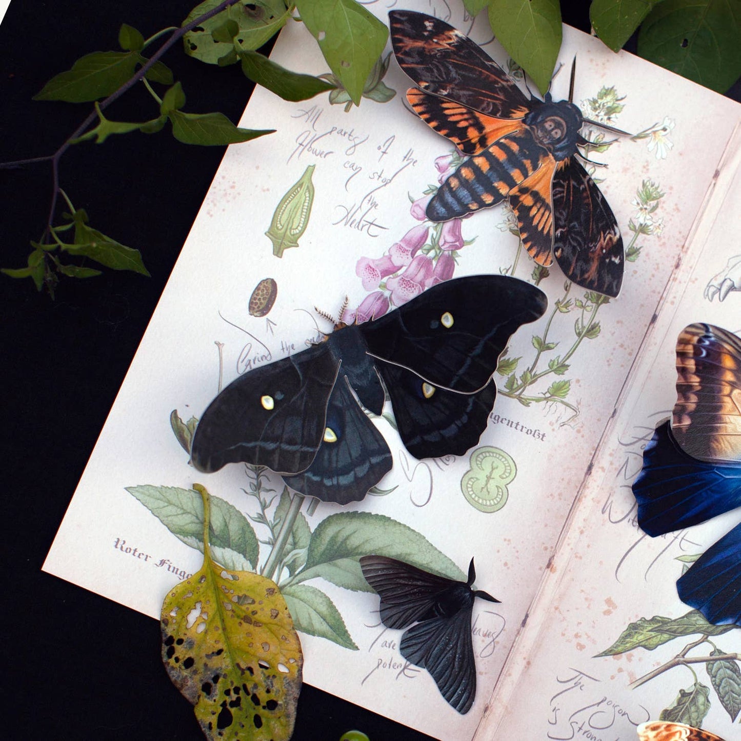 Halloween 'Death's Head' Paper Moth Set