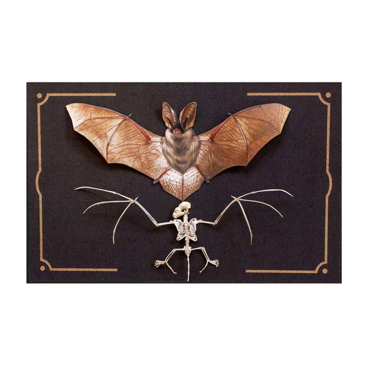 Halloween Bat & Bat Sketelon Paper Set