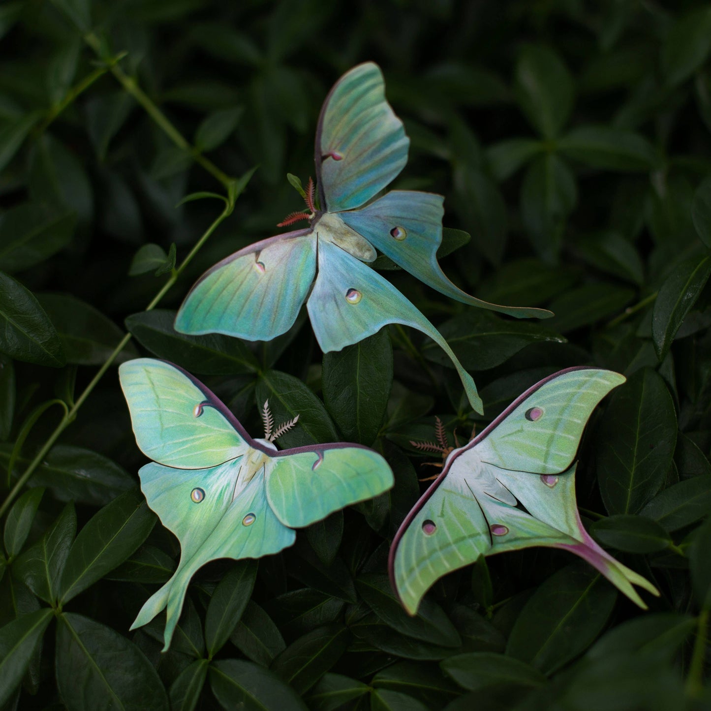 'Moonwake' Luna Moth Set