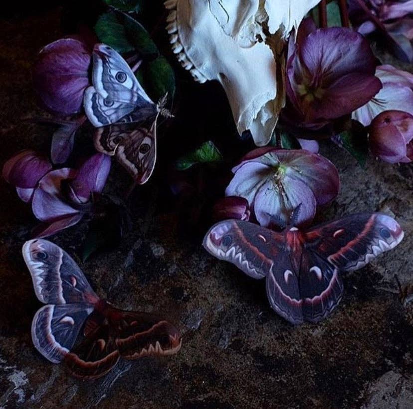 'Autumn' Cecropia Moth Set