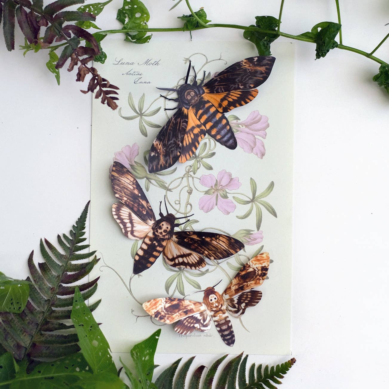 'Memento Mori' Death's-Head Hawkmoth Moth Set