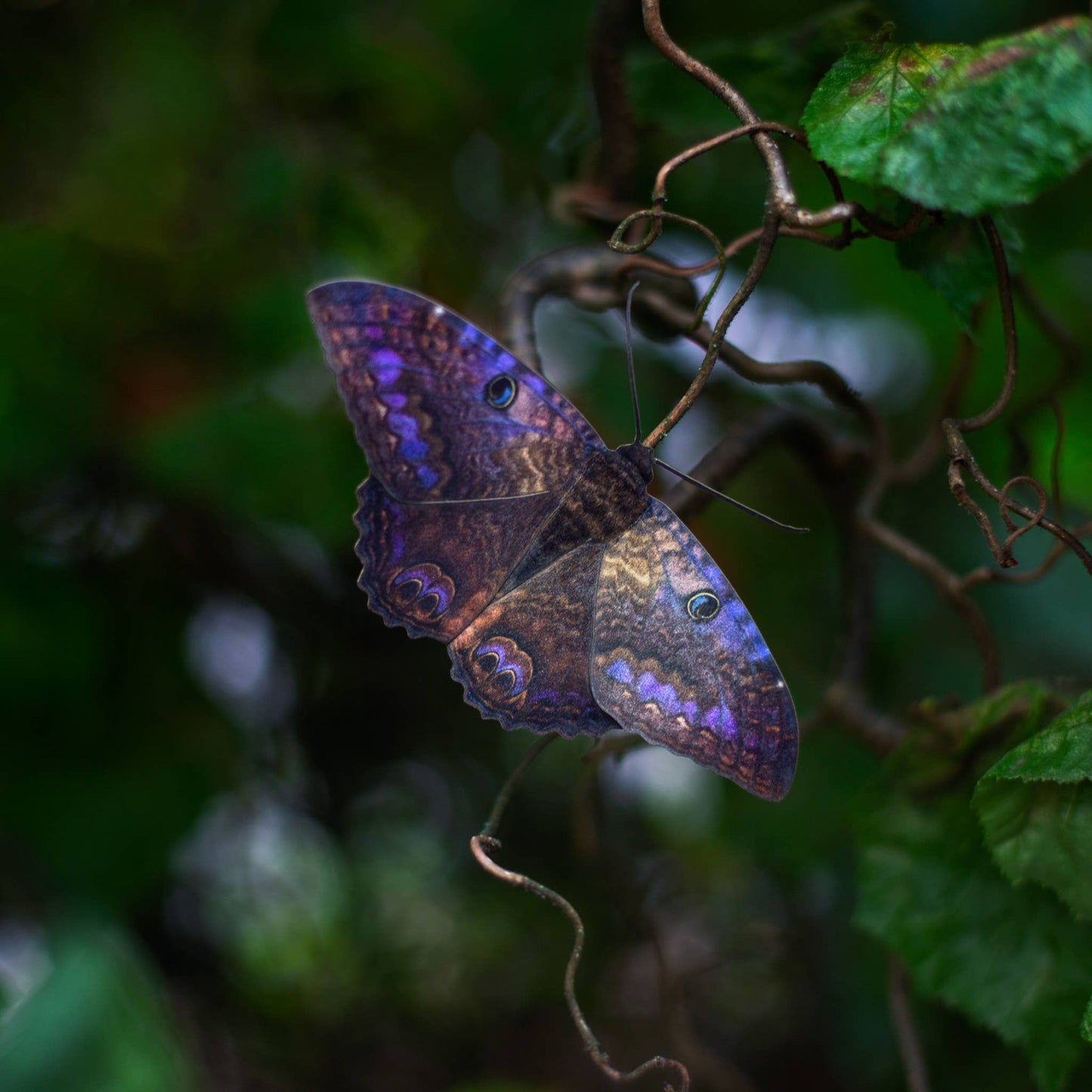 'Spellbound' Paper Witch Moth and Butterfly 3 Piece Set