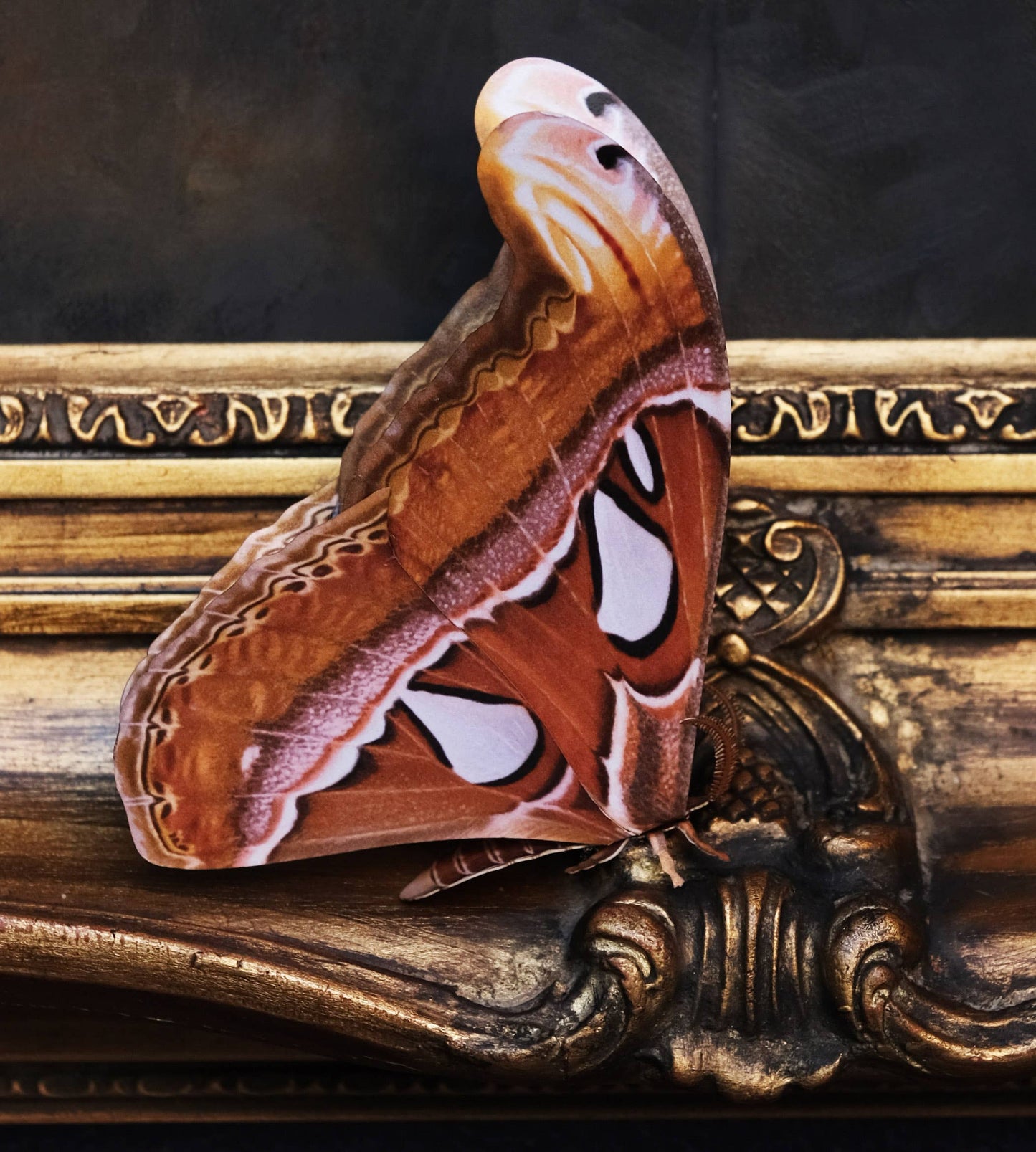 'Atlas' Moth Paper Replica