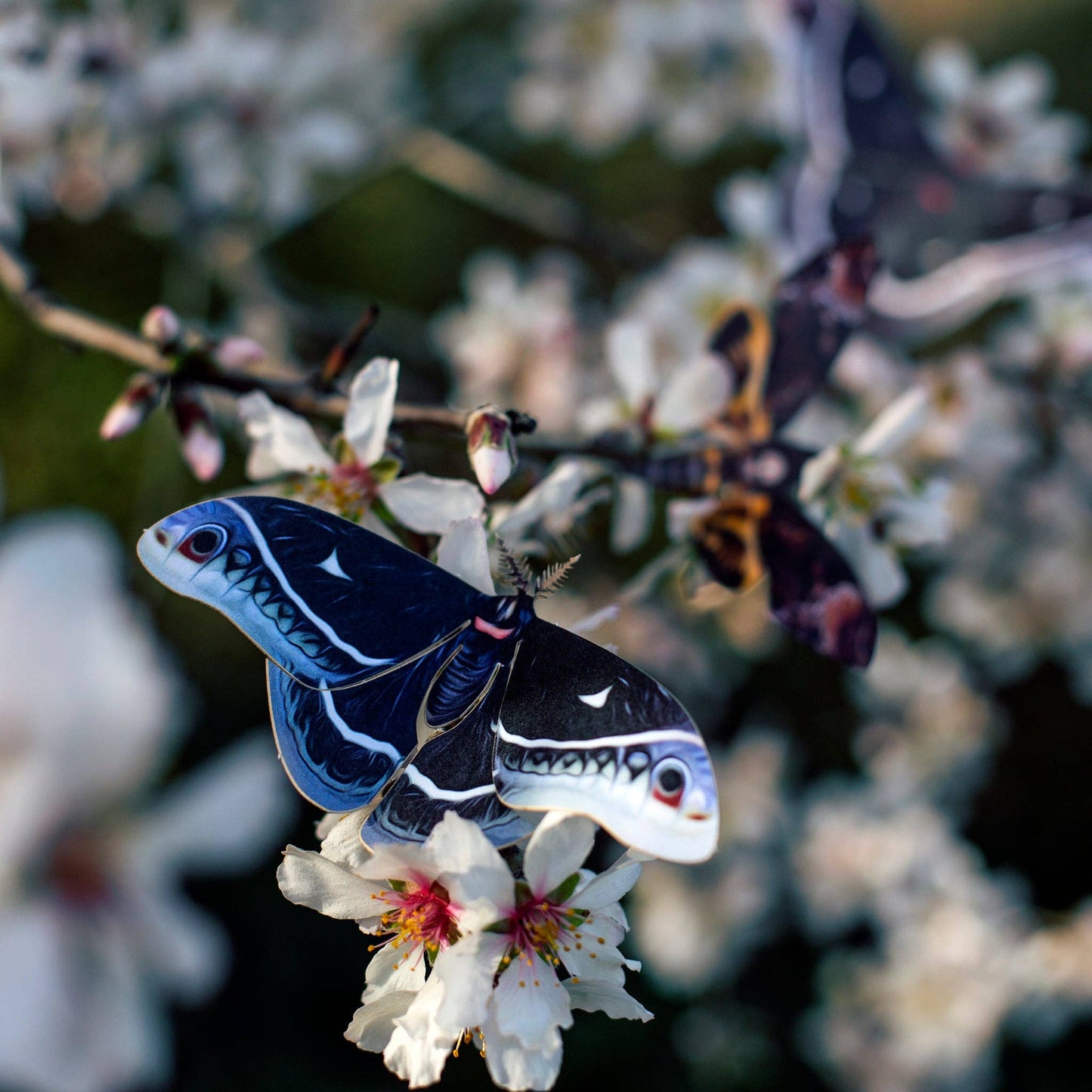 'Winter' Caletta Moth Set