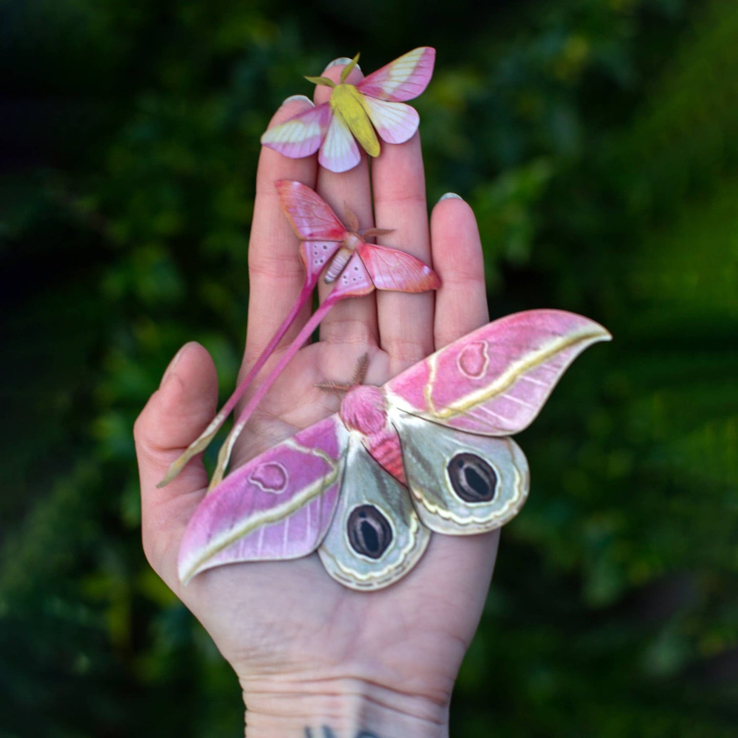 'Blush' Pink Moth Set