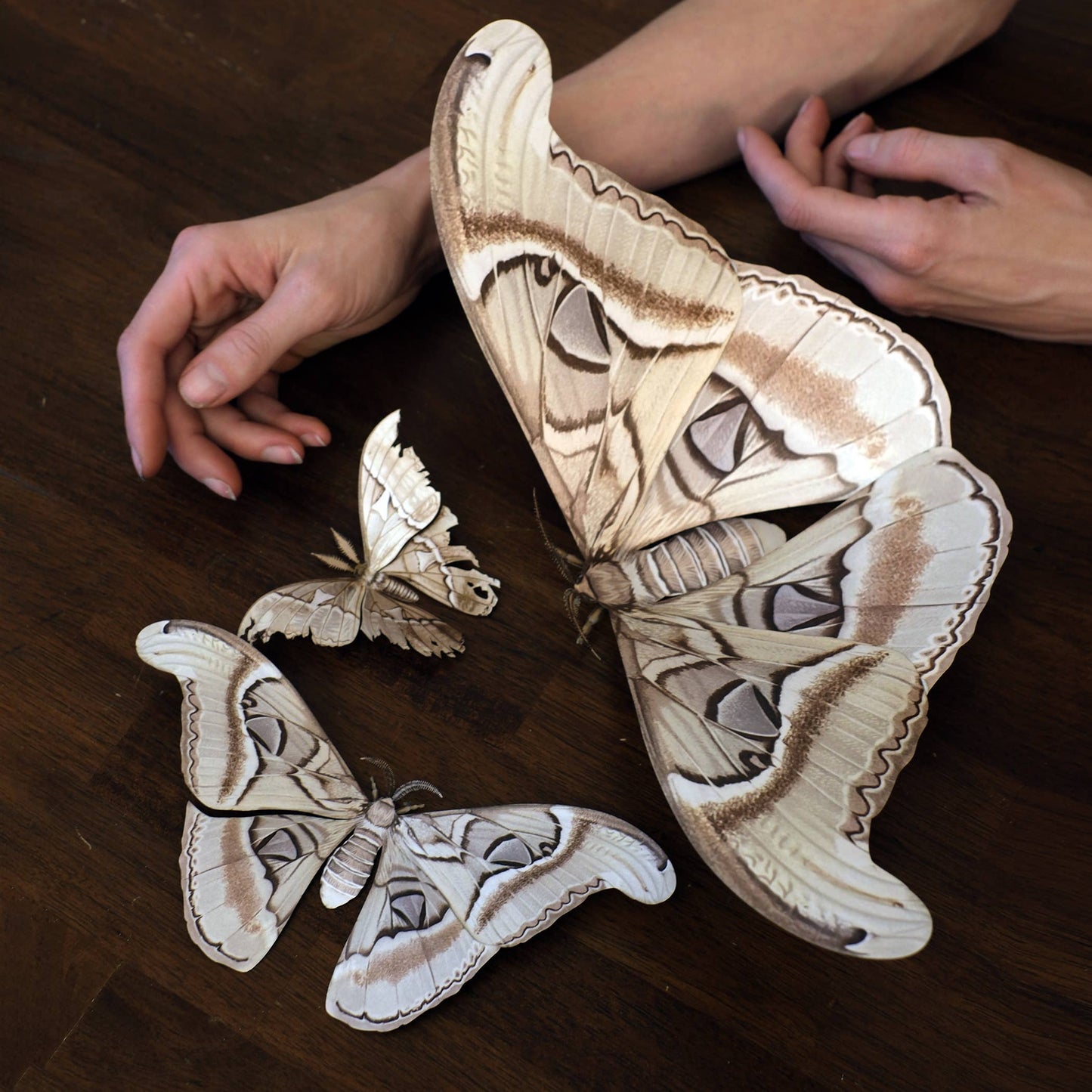 'Ghost Atlas' Moth Paper Replica