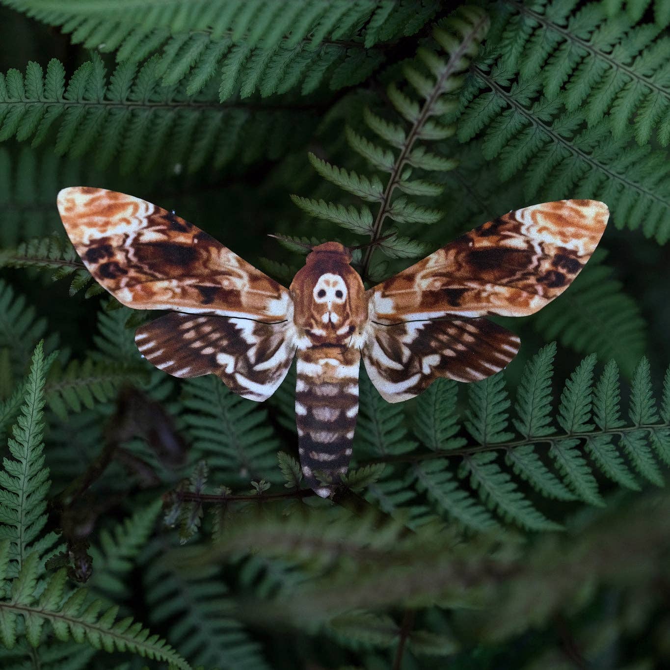 'Memento Mori' Death's-Head Hawkmoth Moth Set