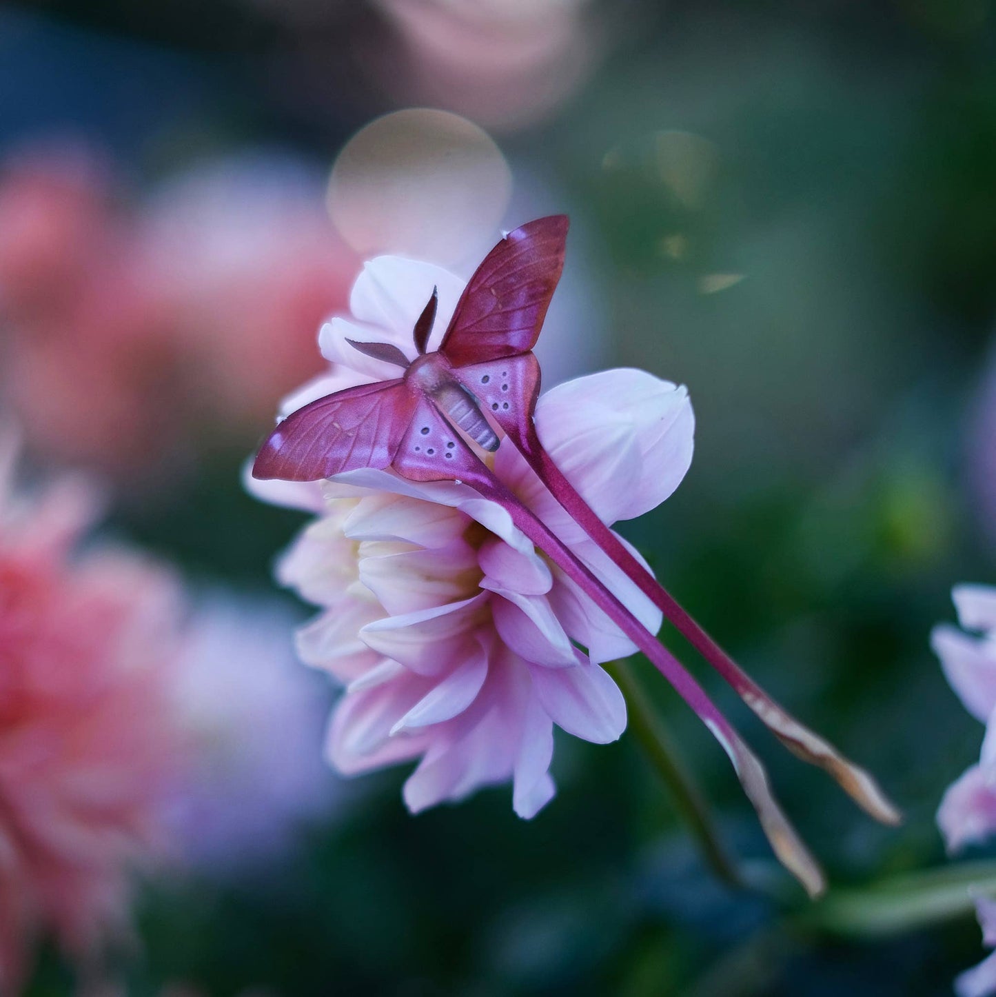'Blush' Pink Moth Set