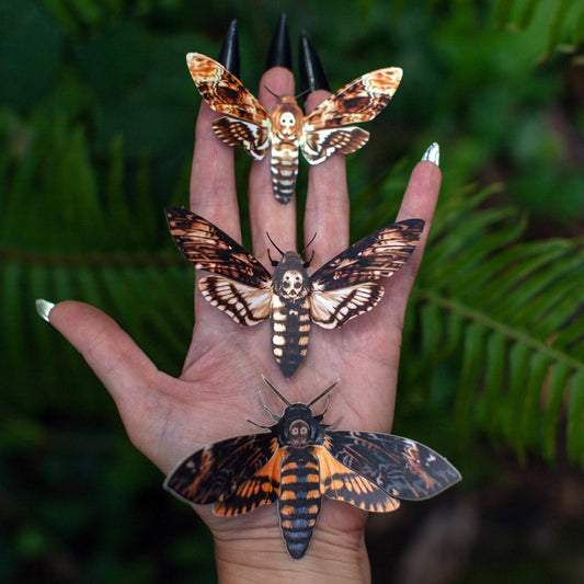 'Memento Mori' Death's-Head Hawkmoth Moth Set