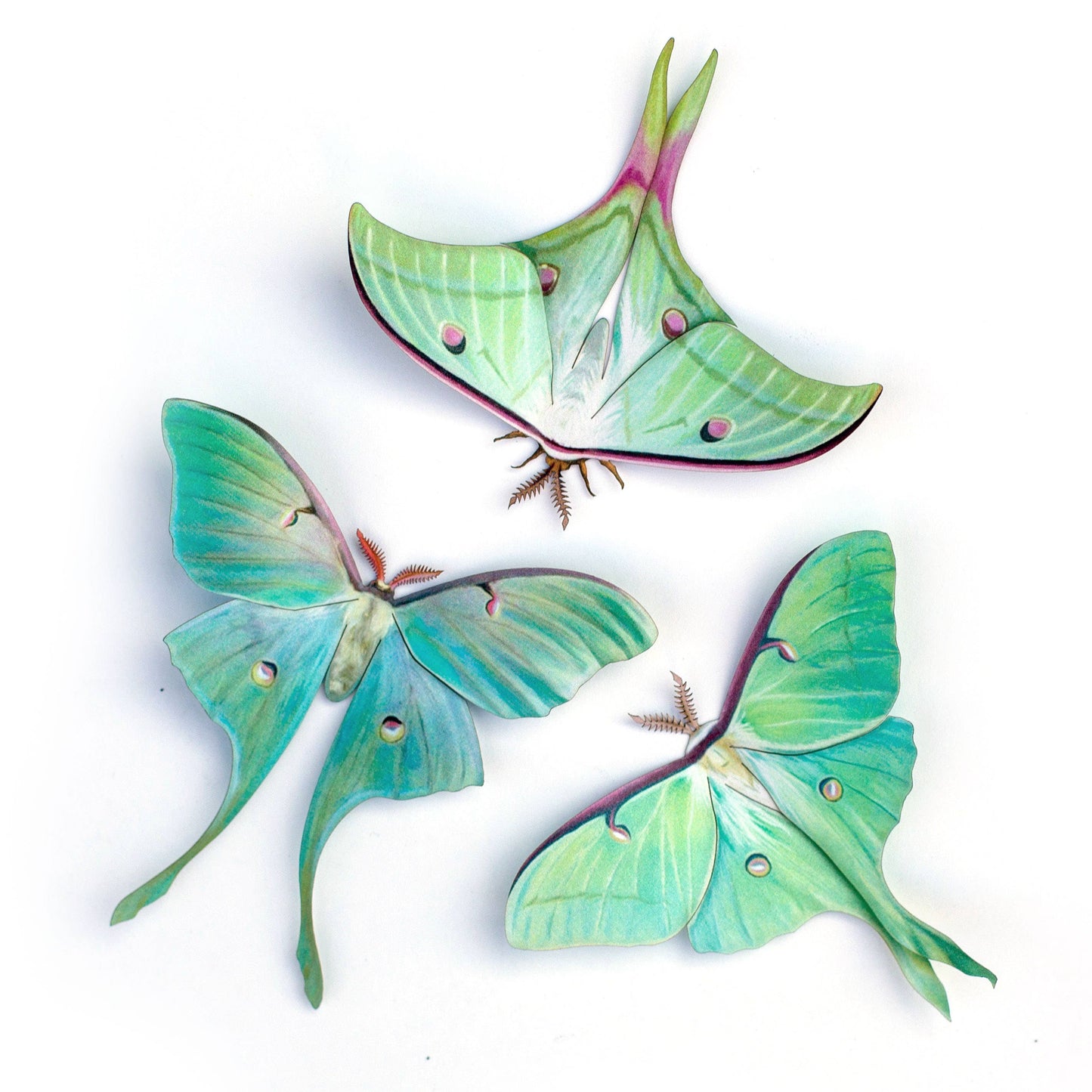 'Moonwake' Luna Moth Set