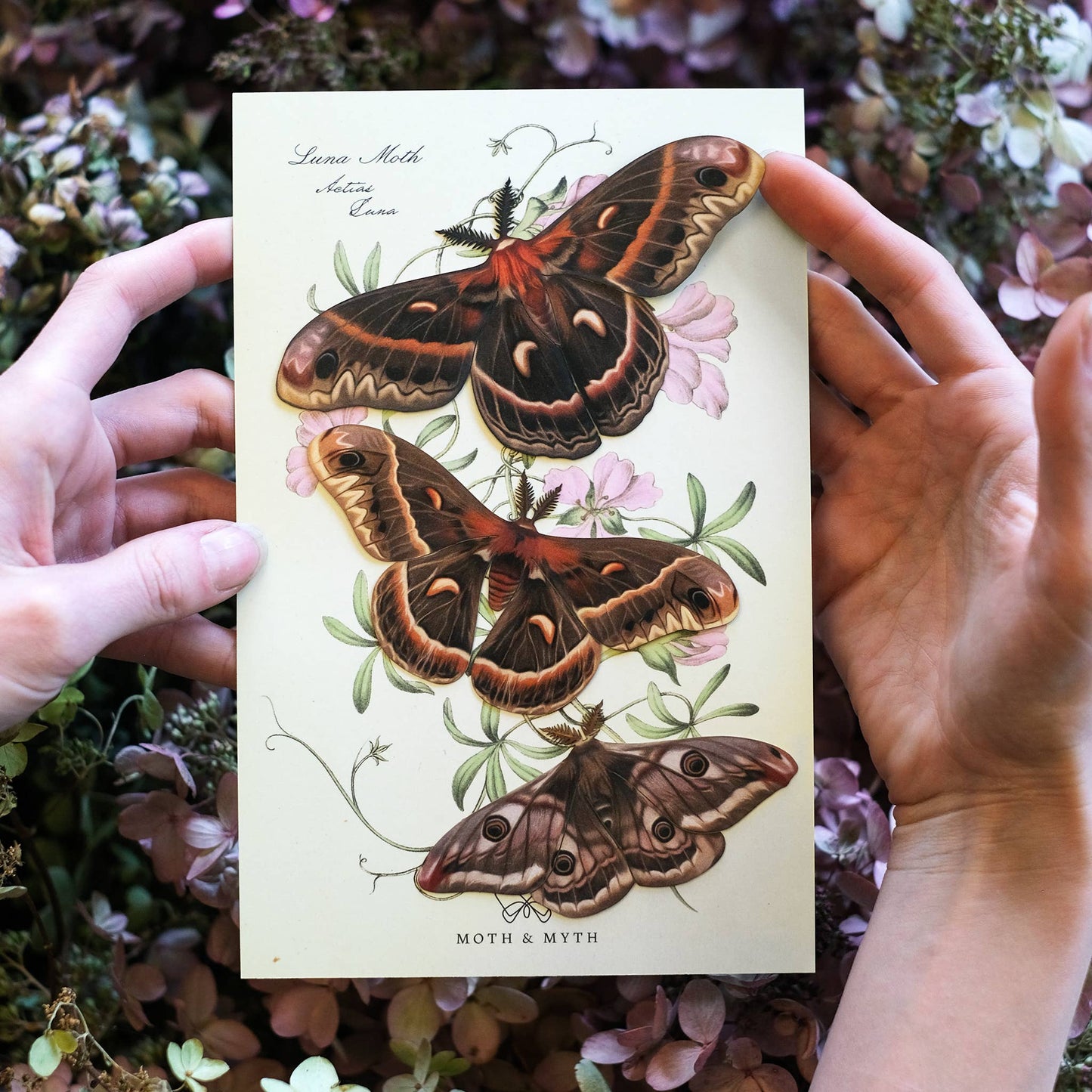 'Autumn' Cecropia Moth Set