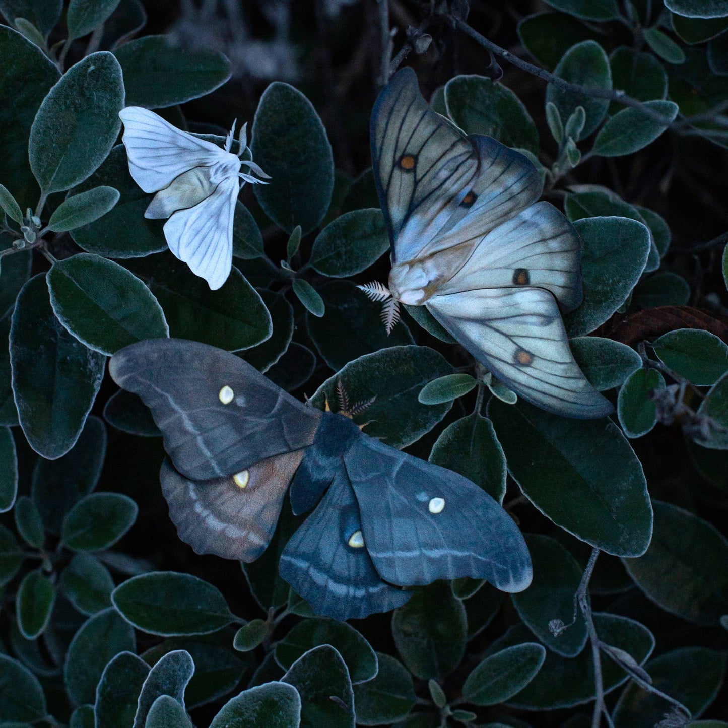 'Midnight Ghost' Moth Set