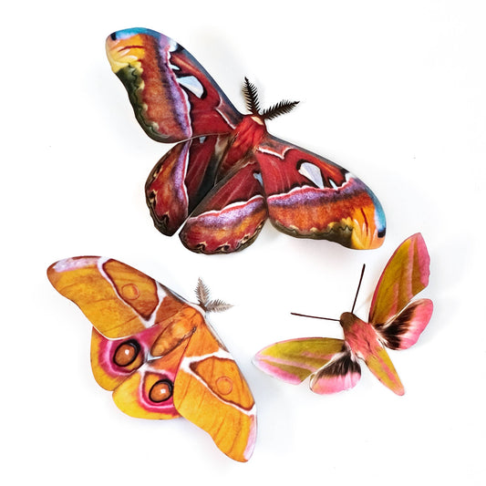'Amber' Atlas Moth Set
