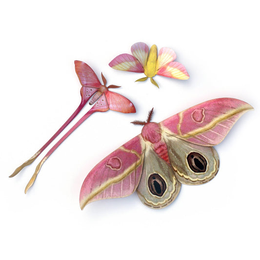 'Blush' Pink Moth Set