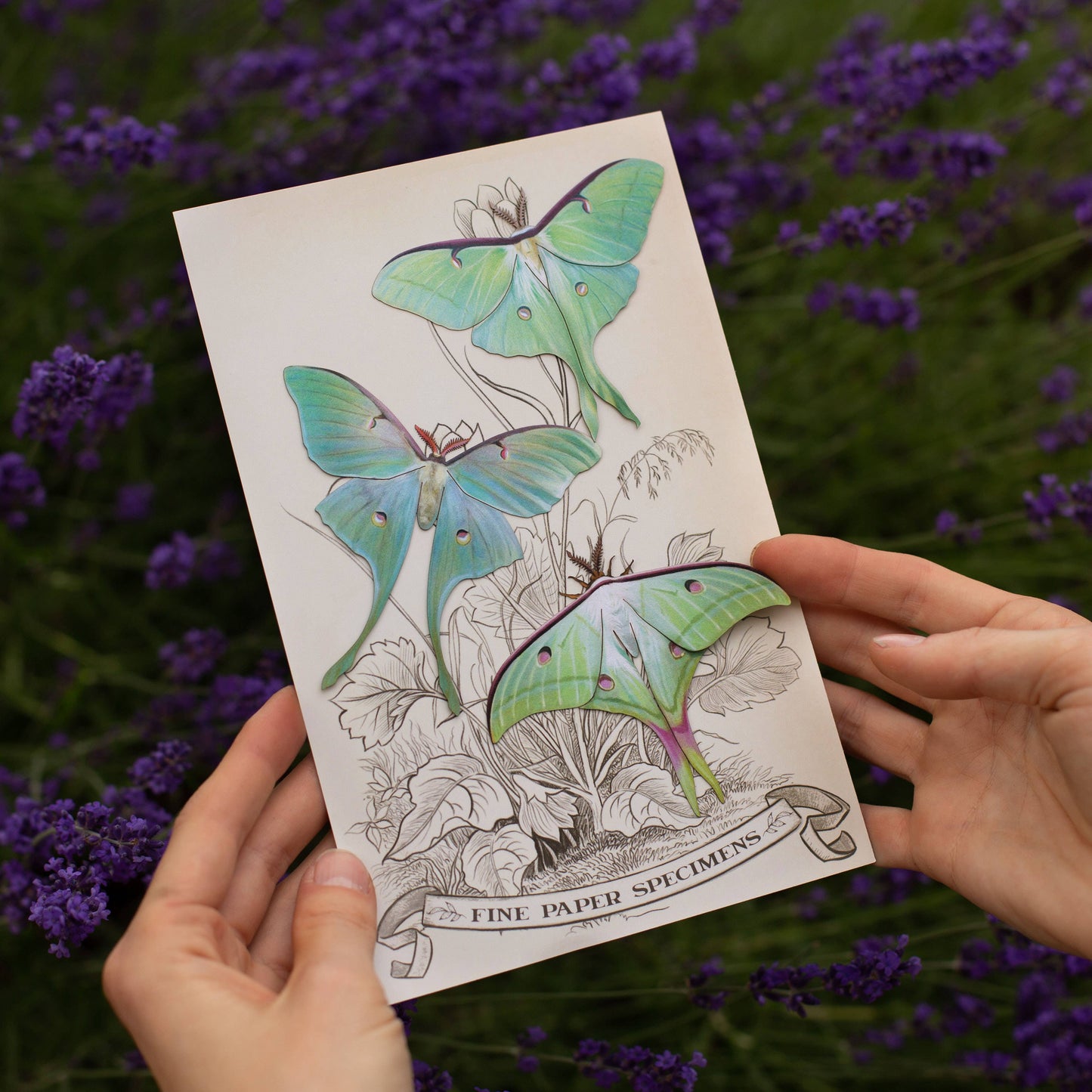 'Moonwake' Luna Moth Set