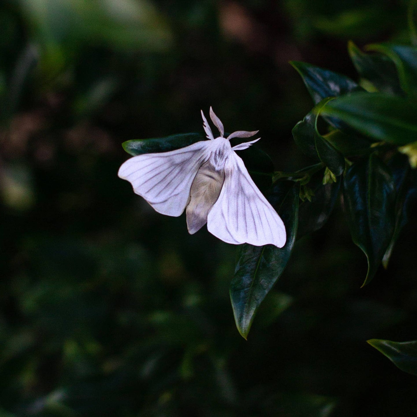 'Midnight Ghost' Moth Set