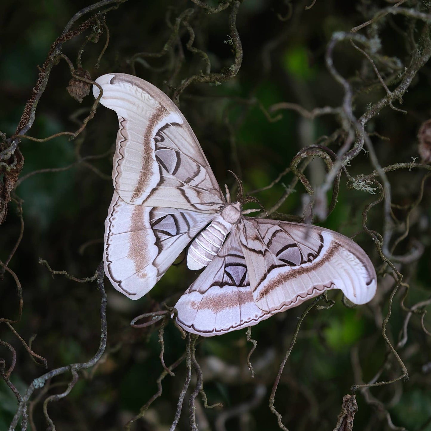 'Ghost Atlas' Moth Paper Replica