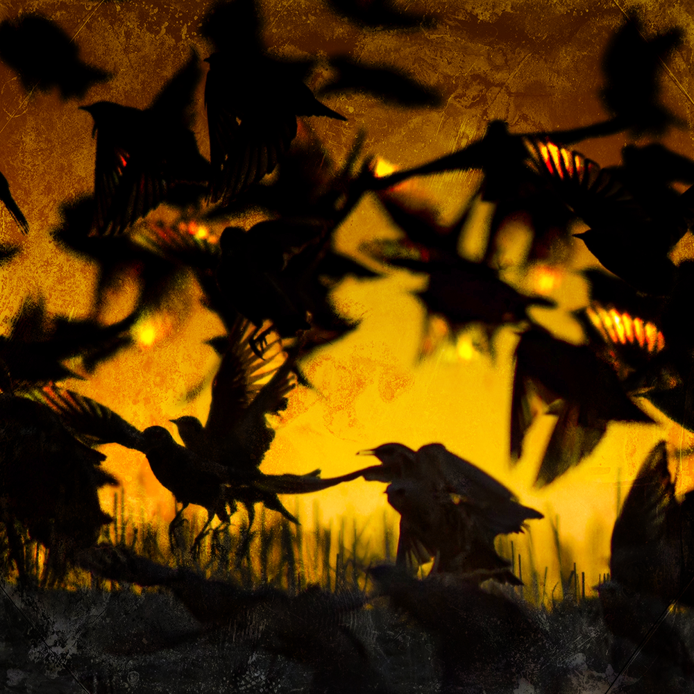 Bird Omens